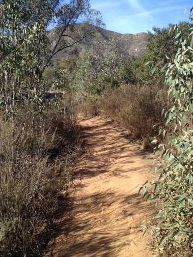 Beautiful trail leading into Del Dios aid station 
